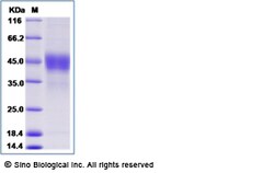 Sino Biological Recombinant Cynomolgus, Rhesus TROP-2 Protein (His Tag),