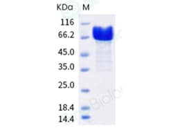 Sino Biological Recombinant Cynomolgus Nectin-4 Protein (ECD, hFc Tag),
