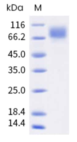 Sino Biological Cynomolgus GUCY2C Protein 100ug (Sino Biological), Quantity: