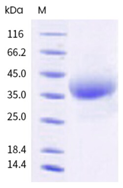 Sino Biological Cynomolgus CD7 Protein 100ug (Sino Biological), Quantity: