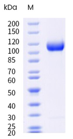 Sino Biological&nbsp;Recombinant Cynomolgus Cadherin-17 Protein (His & AVI Tag), Avi-tag Biotinylated, HPLC-verified 20