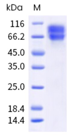 Sino Biological Cynomolgus F9 Protein 500ug (Sino Biological), Quantity: