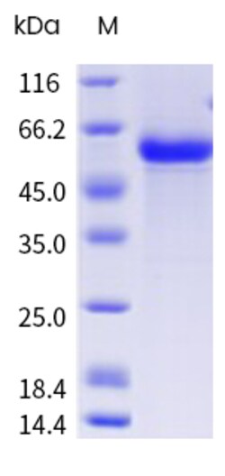 Sino Biological&nbsp;Recombinant Cynomolgus DLL3 Protein (His & AVI Tag), Avi-tag Biotinylated, HPLC-verified 20