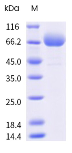 Sino Biological&nbsp;Recombinant Cynomolgus LRRC15 Protein (His & AVI Tag), Avi-tag Biotinylated, HPLC-verified 20