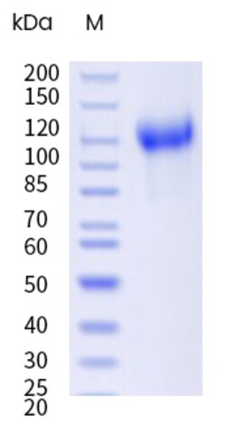 Sino Biological&nbsp;Recombinant Cynomolgus, Rhesus PEAR1 Protein (ECD, His Tag) 100 µg