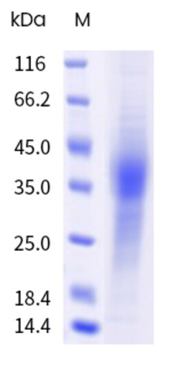 Sino Biological&nbsp;Recombinant Rhesus IL-13 Protein (His Tag) 100 µg