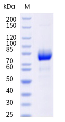 Sino Biological&nbsp;Recombinant Cynomolgus Semaphorin 4A Protein (ECD, His Tag) 1 mg