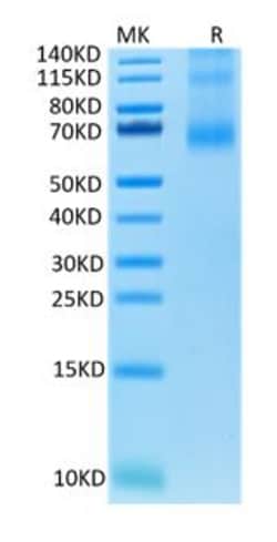 Genscript Corporation OX40L Trimer, His & Flag, Human, Quantity: Each of