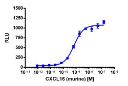 Eurofins Discoverx Recombinant Murine CXCL16, 5 µg. (92-1021)