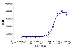 Eurofins Discoverx Recombinant Human IGF-I, 100 µg. (92-1030), Quantity: