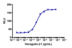 Eurofins Discoverx Recombinant Human Heregulin β1, 10 µg. (92-1031), Quantity: