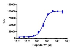 Eurofins Discoverx Peptide YY, Human, 0.5 mg. (92-1063), Quantity: Each