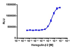 Eurofins Discoverx Recombinant Human Neuregulin-1 (Heregulin β2), 50 µg.