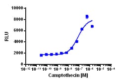 Eurofins Discoverx Camptothecin, 25 mg. (92-1146), Quantity: Each of 1