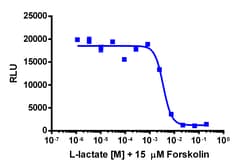 Eurofins Discoverx Sodium L-lactate, 10 mg. (92-1209), Quantity: Each of