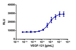 Eurofins Discoverx Recombinant Human VEGF121, 2 µg. (92-1262), Quantity: