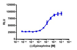 Eurofins Discoverx&nbsp;(-)-Epinephrine (+)-bitartrate salt, 10 mg. (92-1284)