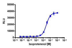 Eurofins Discoverx&nbsp;PathHunter CHO-K1 ADRB2 β-Arrestin Cell Line, 2 vials. (93-0182C2)