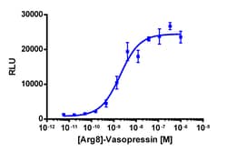 Eurofins Discoverx&nbsp;PathHunter HEK 293 AVPR2 β-Arrestin Cell Line, 2 vials. (93-0187C1)