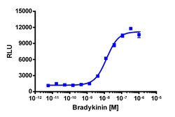 Eurofins Discoverx&nbsp;PathHunter CHO-K1 BDKRB2 β-Arrestin Cell Line, 2 vials. (93-0189C2)