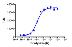 Eurofins Discoverx&nbsp;PathHunter eXpress BDKRB2 CHO-K1 β-Arrestin GPCR Assay, 10-Plate Kit. (93-0189E2CP0L)