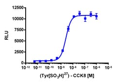 Eurofins Discoverx&nbsp;PathHunter CHO-K1 CCKBR β-Arrestin Cell Line, 2 vials. (93-0191C2)