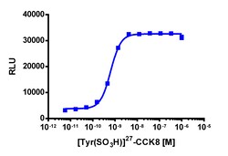 Eurofins Discoverx PathHunter eXpress CCKBR CHO-K1 β-Arrestin GPCR Assay,