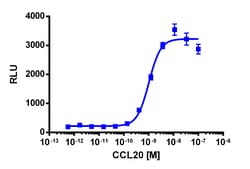 Eurofins Discoverx PathHunter CHO-K1 CCR6 β-Arrestin Cell Line, 2 vials.