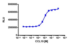 Eurofins Discoverx&nbsp;PathHunter eXpress CCR7 HEK 293 β-Arrestin GPCR Assay, 10-Plate Kit. (93-0195E1CP0L)
