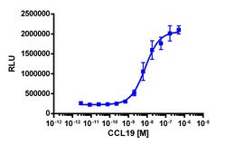 Eurofins Discoverx&nbsp;PathHunter eXpress CCR7 CHO-K1 β-Arrestin GPCR Assay, 10-Plate Kit. (93-0195E2CP0L)
