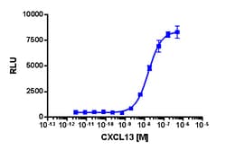 Eurofins Discoverx&nbsp;PathHunter C2C12 CXCR5 β-Arrestin Cell Line, 2 vials. (93-0204C7)