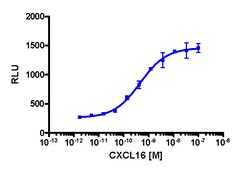 Eurofins Discoverx&nbsp;PathHunter HEK 293 CXCR6 β-Arrestin Cell Line, 2 vials. (93-0205C1)