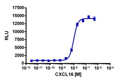 Eurofins Discoverx PathHunter CHO-K1 CXCR6 β-Arrestin Cell Line, 2 vials.