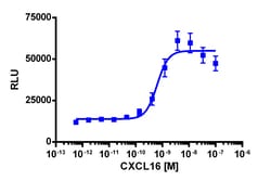 Eurofins Discoverx&nbsp;PathHunter eXpress CXCR6 HEK 293 β-Arrestin GPCR Assay, 2-Plate Kit. (93-0205E1CP0M)