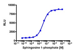 Eurofins Discoverx&nbsp;PathHunter CHO-K1 EDG1 β-Arrestin Cell Line, 2 vials. (93-0207C2)