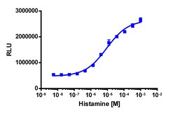 Eurofins Discoverx PathHunter eXpress HRH2 CHO-K1 β-Arrestin GPCR Assay,