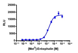 Eurofins Discoverx&nbsp;PathHunter CHO-K1 OPRM1 β-Arrestin Cell Line, 2 vials. (93-0213C2)