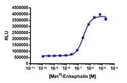 Eurofins Discoverx&nbsp;PathHunter eXpress OPRM1 U2OS β-Arrestin GPCR Assay, 2-Plate Kit. (93-0213E3CP0M)