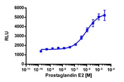 Eurofins Discoverx&nbsp;PathHunter eXpress PTGER2 CHO-K1 β-Arrestin GPCR Assay, 10-Plate Kit. (93-0214E2CP2L)