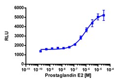 Eurofins Discoverx&nbsp;PathHunter eXpress PTGER2 CHO-K1 β-Arrestin GPCR Assay, 2-Plate Kit. (93-0214E2CP2M)