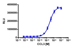 Eurofins Discoverx&nbsp;PathHunter eXpress CCR5 CHO-K1 β-Arrestin GPCR Assay, 10-Plate Kit. (93-0224E2CP0L)
