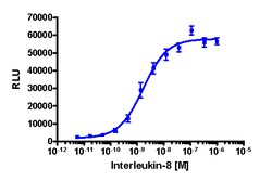 Eurofins Discoverx&nbsp;PathHunter U2OS CXCR1 (IL8RA) β-Arrestin Cell Line, 2 vials. (93-0226C3)