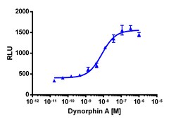 Eurofins Discoverx&nbsp;PathHunter eXpress OPRK1 U2OS β-Arrestin GPCR Assay, 10-Plate Kit. (93-0234E3CP5L)