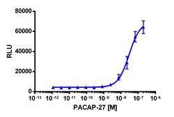 Eurofins Discoverx PathHunter CHO-K1 ADCYAP1R1 (PAC1) β-Arrestin Cell Line,