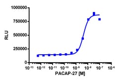 Eurofins Discoverx&nbsp;PathHunter eXpress ADCYAP1R1 (PAC1) CHO-K1 β-Arrestin GPCR Assay, 10pl Kit. (93-0249E2CP0L)