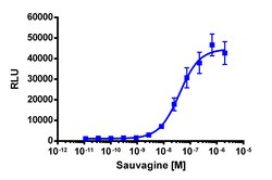 Eurofins Discoverx&nbsp;PathHunter CHO-K1 CRHR2 β-Arrestin Cell Line, 2 vials. (93-0251C2)