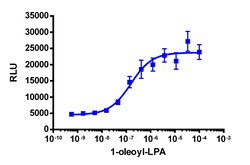 Eurofins Discoverx&nbsp;PathHunter eXpress EDG4 CHO-K1 β-Arrestin GPCR Assay, 2-Plate Kit. (93-0255E2CP13M)