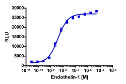 Eurofins Discoverx&nbsp;PathHunter eXpress EDNRA CHO-K1 β-Arrestin GPCR Assay, 10-Plate Kit. (93-0257E2CP0L)