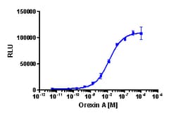 Eurofins Discoverx PathHunter CHO-K1 HCRTR1 β-Arrestin Cell Line, 2 vials.