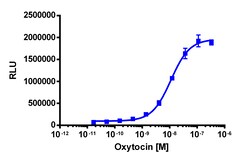 Eurofins Discoverx&nbsp;PathHunter eXpress OXTR CHO-K1 β-Arrestin GPCR Assay, 2-Plate Kit. (93-0261E2CP2M)